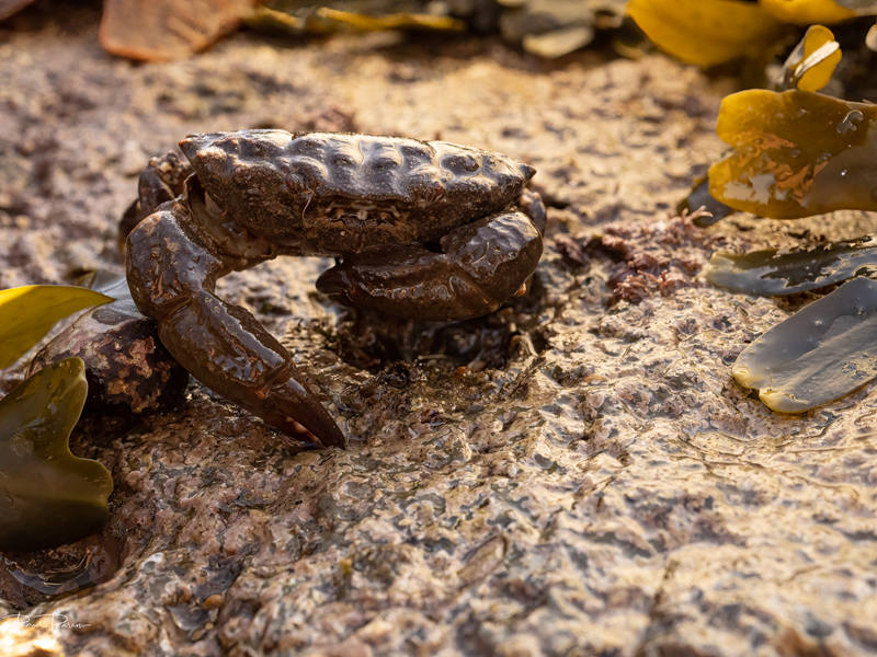 Furrowed or Montagu's Crab (Xantho hydrophilus) 2 